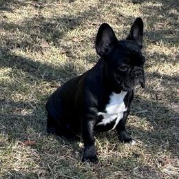 Girl 1 - French Bulldog puppy in Georgetown, Georgia from Kountryrusfrenchies