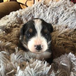 FIONA - Black tri-color female Australian Shepherd puppy in Drumore, Pennsylvania from Susquehannock Aussies