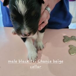 Miniature American Shepherd Puppies from Maureen Chappell's Miniature American Shepherds