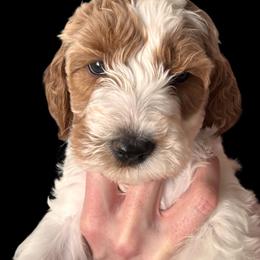 Goldendoodle Puppies from Luccisgoldendoodles