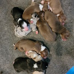 Australian Shepherds from Rock Creek Aussies