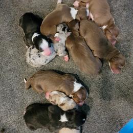 Australian Shepherds from Rock Creek Aussies