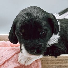 Bernedoodles from Ruby's and Pearl’s Puppies