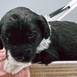 Bernedoodles from Ruby's and Pearl’s Puppies