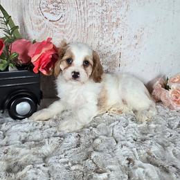 Trevor - Blenheim male Cavapoo puppy in Atwood, Illinois from Peace Road Puppies