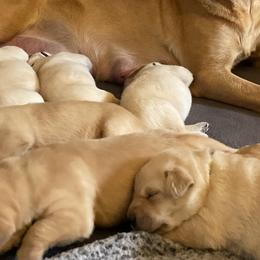 Labrador Retrievers from Ducktown Retrievers