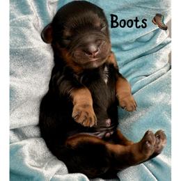 Boots - Black and tan male Cavapoo puppy in Cameron, South Carolina from Sassy Sailor & Company