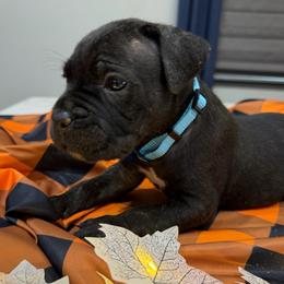 Blue collar Male - Black brindle male Cane Corso puppy in St. Augustine, Florida from RG2 Cane Corsos
