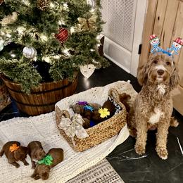 Swayze's litter (7 girls, 1 boy) We have six on our waitlist and pups are not assigned yet--two spots open - Red  male Goldendoodle puppy in Culpeper, Virginia from Beechwood Goldendoodles (VA)