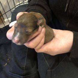 3Boy - Shetland Sheepdog puppy in Buffalo, Minnesota from Gulstad’s Shelties