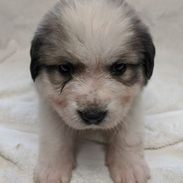 Great Pyrenees Puppies from Duck Creek Poultry Place