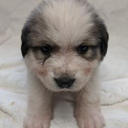 Great Pyrenees Puppies from Duck Creek Poultry Place