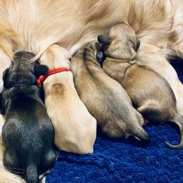 Dachshund Puppies from Northwest Dachshunds