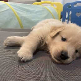 Girl 1 - Golden Retriever puppy in Newport, Pennsylvania from Liberty Golden Retrievers