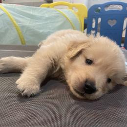 Girl 1 - Golden Retriever puppy in Newport, Pennsylvania from Liberty Golden Retrievers