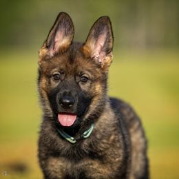 German Shepherd Puppies from Sommerfeld German Shepherds