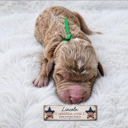 Lincoln - Apricot male Goldendoodle puppy in Ashton, Idaho from Kerr Kanine Ranch