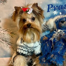 Praso - Yorkshire Terrier