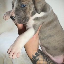 Great Dane Puppies from North Cedar Danes
