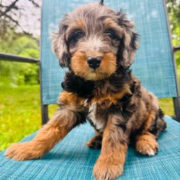 Cupcake - Blue merle female Aussiedoodle puppy in Watertown, Wisconsin from Little Bear Paws Aussiedoodles