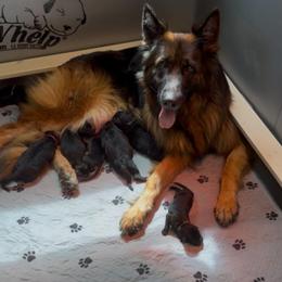 Boy 2 - Black male German Shepherd puppy in Bushnell, Florida from Central Florida Shepherds