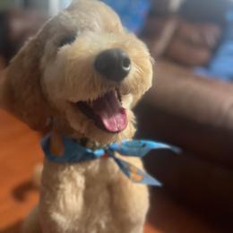Rocko - Goldendoodle