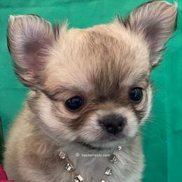 Chihuahua Puppies from Bayberry Chihuahuas