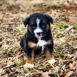 Hans - Full Tail - 2 Blue Eyes - Black tri male Miniature Australian Shepherd puppy in Mc Alester, Oklahoma from Angel's Aussies