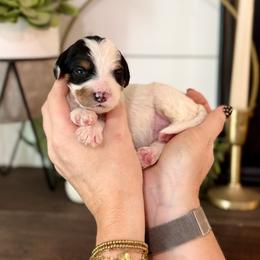 Aquamarine- mint collar - Tri-color male Bernedoodle puppy in Salt Lake County, Utah from Coco Avenue Pups