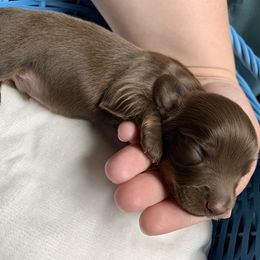 Dachshund Puppies from L & A Dachshunds