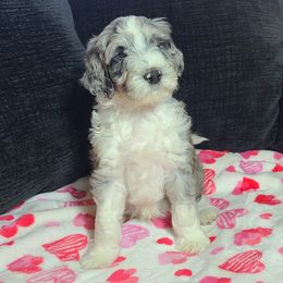 Hank - Aussiedoodle puppy in Suisun City, California from Spandoodles