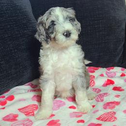 Hank - Aussiedoodle puppy in Suisun City, California from Spandoodles