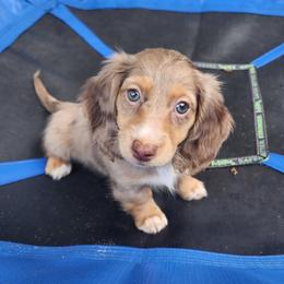 Dachshund Puppies from K Rae's Dachshunds
