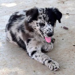 Australian Shepherd Puppies from Emory Oak Aussies