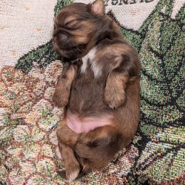 Sweet Girl 1 - Liver female Shih Tzu puppy in Mariaville, Maine from McKayla Hairston
