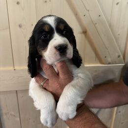 Girl 1 - Black white and tan female English Springer Spaniel puppy in Godley, Texas from Legacy Springer Spaniels