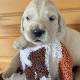 Girl 4 - Golden Retriever puppy from High Society Farm