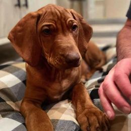 Miniature Pinschers and Rhodesian Ridgebacks from Haley Gross's 	Rhodesian Ridgebacks and Minature Pinchers