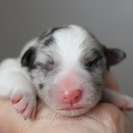 Saber - Blue merle male Border Collie puppy in Kalispell, Montana from North Fork Border Collies