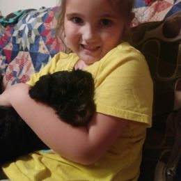Miniature Schnauzer Puppies from Starbound Miniture Schnauzer's