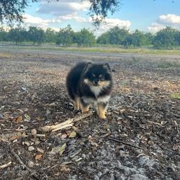 Vana - Black and tan female Pomeranian puppy in Ontario, Oregon from S'more Pomeranians
