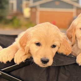 Golden Retriever Puppies from Golden Legacy Retriever Project