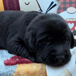 Blue - Black male Labrador Retriever puppy in Heath Springs, South Carolina from Rich Hill Retrievers