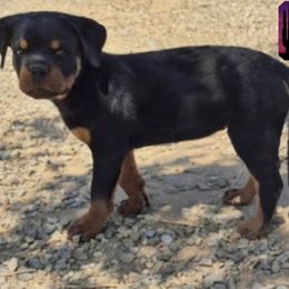 Rottweiler Puppies from Sunset State Rotts
