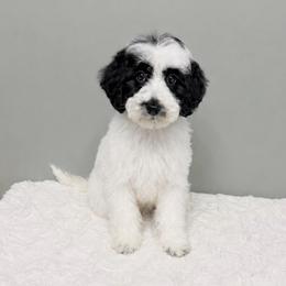 Johnny Appleseed - male Labradoodle puppy in Springfield, Ohio from Dawson & Daryn's Royal Companions