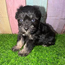 Rigby - Black and silver female Miniature Schnauzer puppy in Lufkin, Texas from C&K’s Schnauzer House