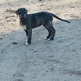 Boy Orange - Wheaten and brindle Irish Wolfhound puppy in Mitchell, Nebraska from Faolan Irish Wolf Hounds