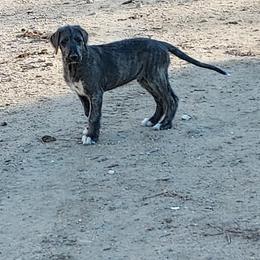 Boy Orange - Wheaten and brindle Irish Wolfhound puppy in Mitchell, Nebraska from Faolan Irish Wolf Hounds