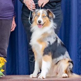 Australian Shepherds from Aquaroo Aussies