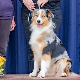 Australian Shepherds from Aquaroo Aussies
